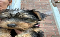 Yorkshire Terrier dogs for sale: Yorkshire terriers 1 boy 3 girls - Image 5