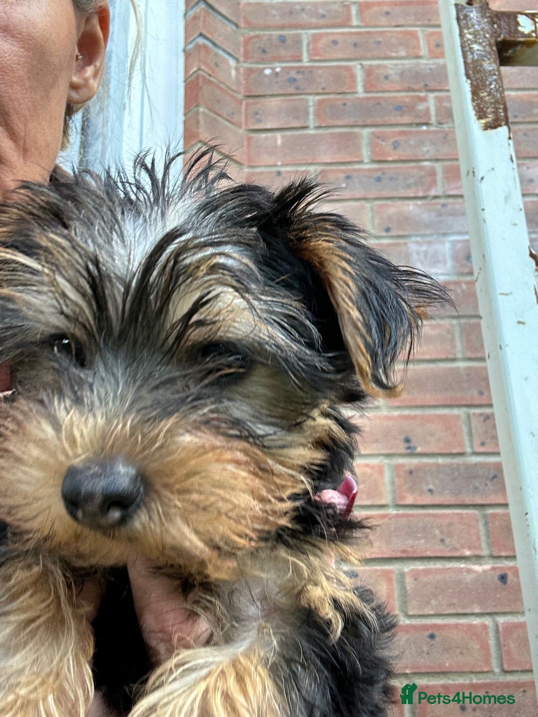 Yorkshire Terrier dogs for sale: Yorkshire terriers 1 boy 3 girls - Image 5