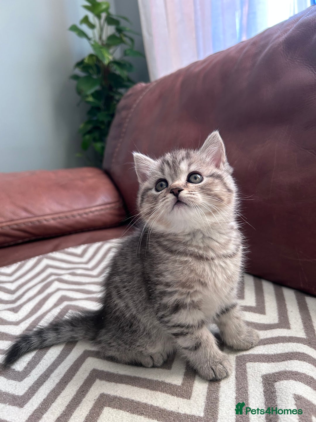 Scottish Fold cats for sale: Little buddies looking for home - Advert 12