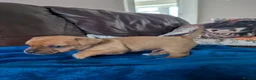 Jack Chi dogs for sale: 7 Jack Chi Puppies - Advert 6