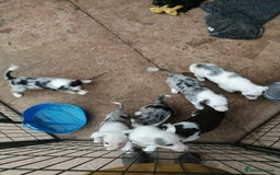 Bearded Collie dogs for sale: Beautiful blue merle collie pups! Workers or pets - Image 16