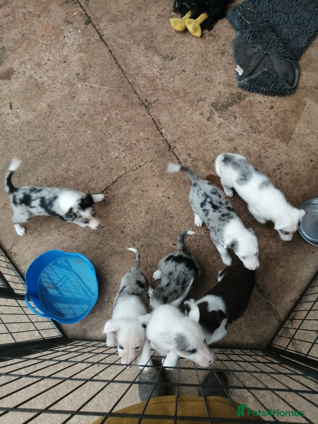 Bearded Collie dogs for sale: Beautiful blue merle collie pups! Workers or pets - Image 16