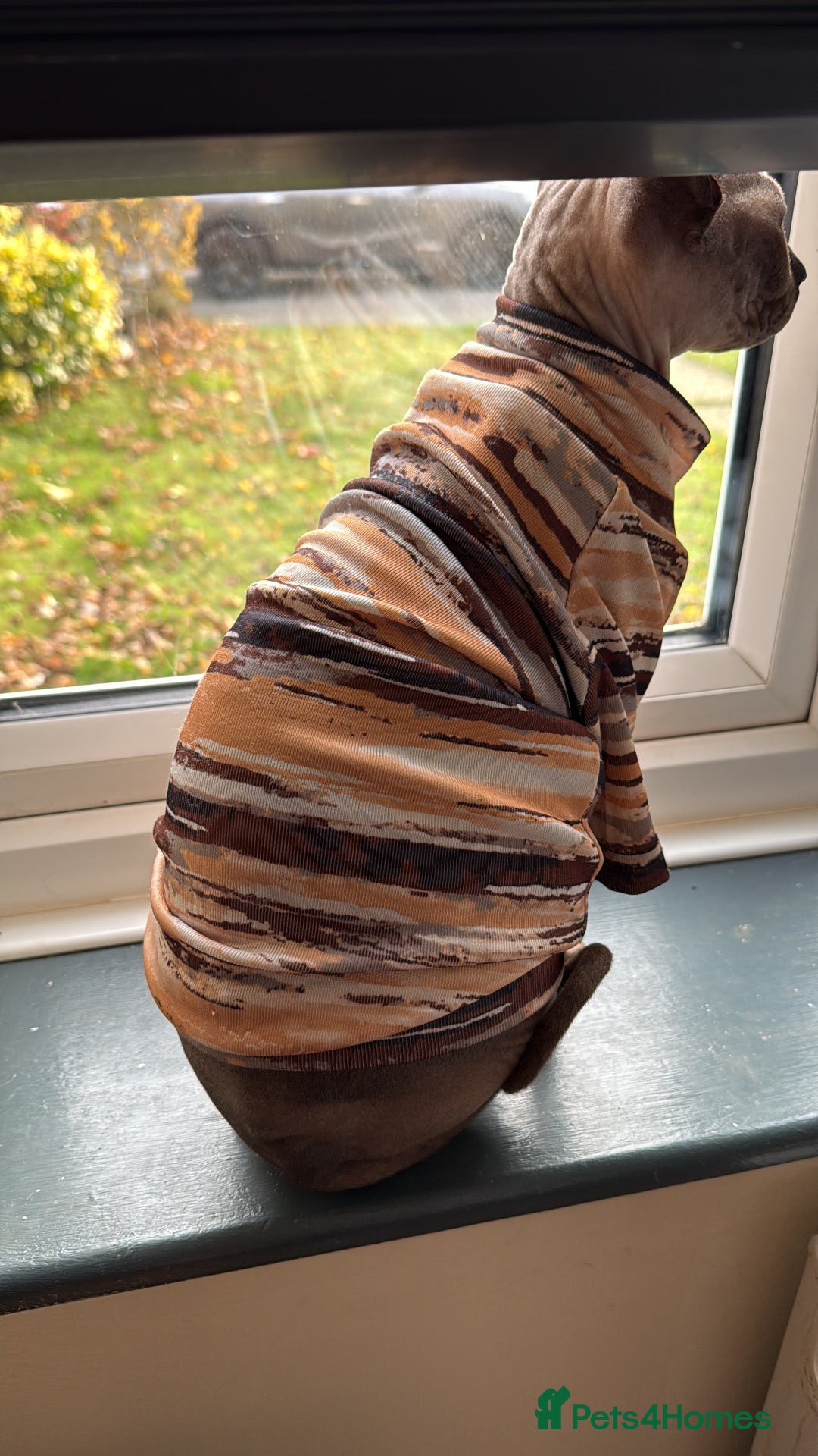 Sphynx cats for sale: Loving , chilled Boy Sphynx Cat - Advert 4