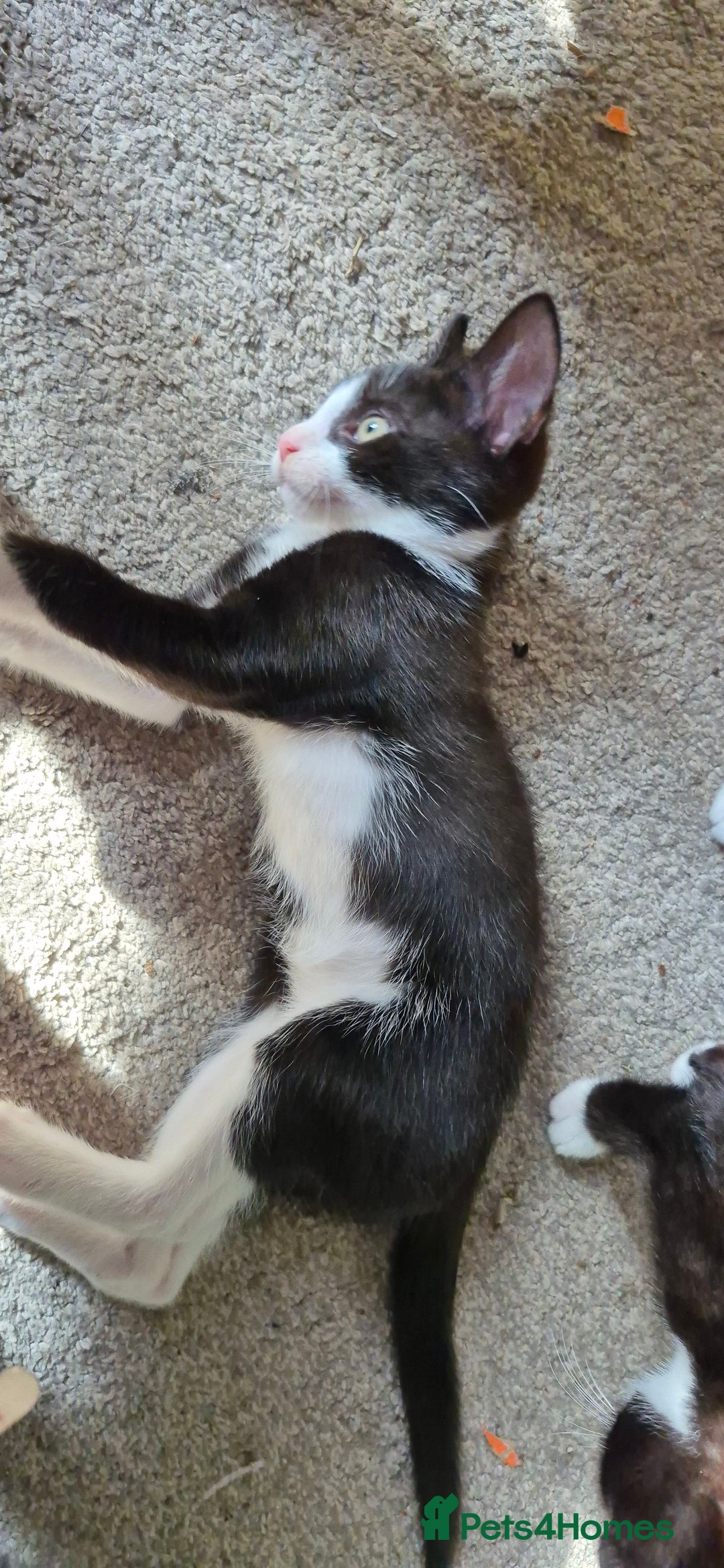 British Shorthair cats for sale: 4 beautiful kittens  - Image 2