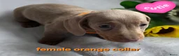 Dachshund dogs for sale: 8 Mini daxis smooth coat (kc reg optional) - Advert 4