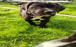 Mixed Breed dogs for sale: Cane Corso x Puppies  - Image 9