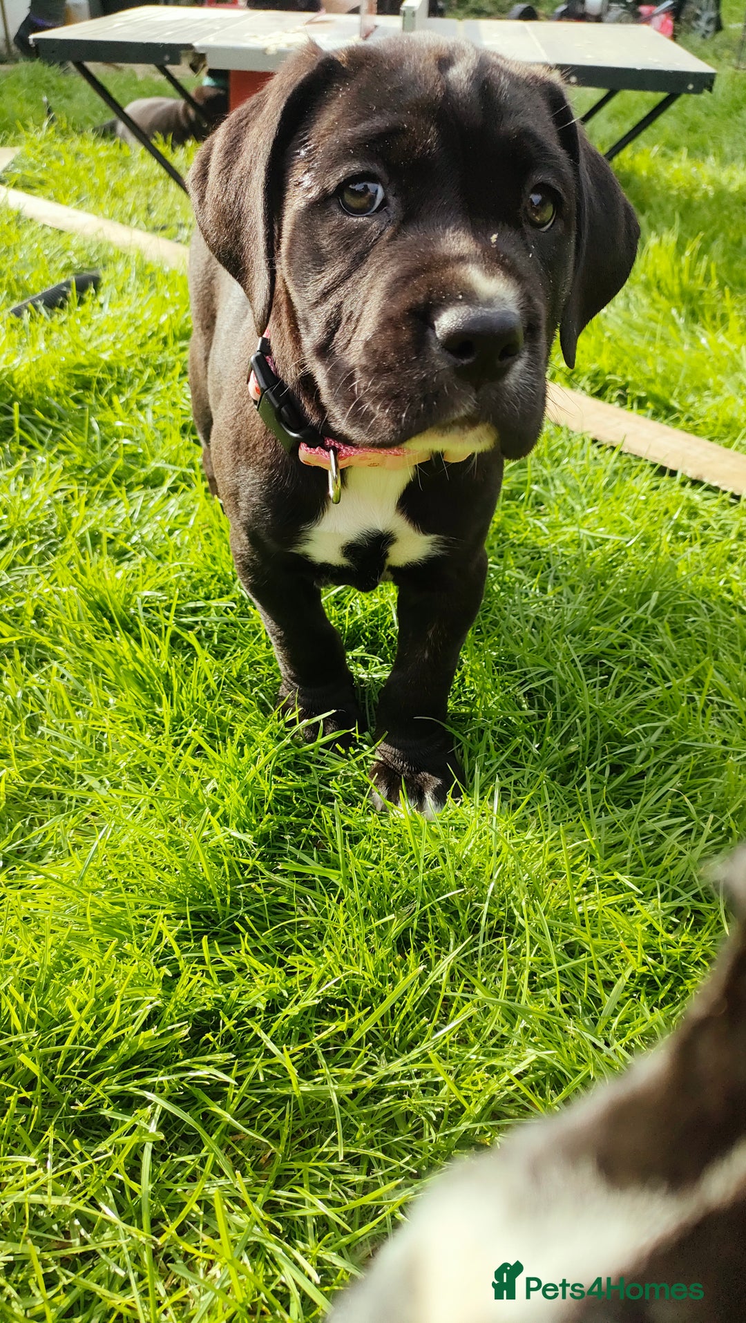 Mixed Breed dogs for sale: Cane Corso x Puppies  - Image 9
