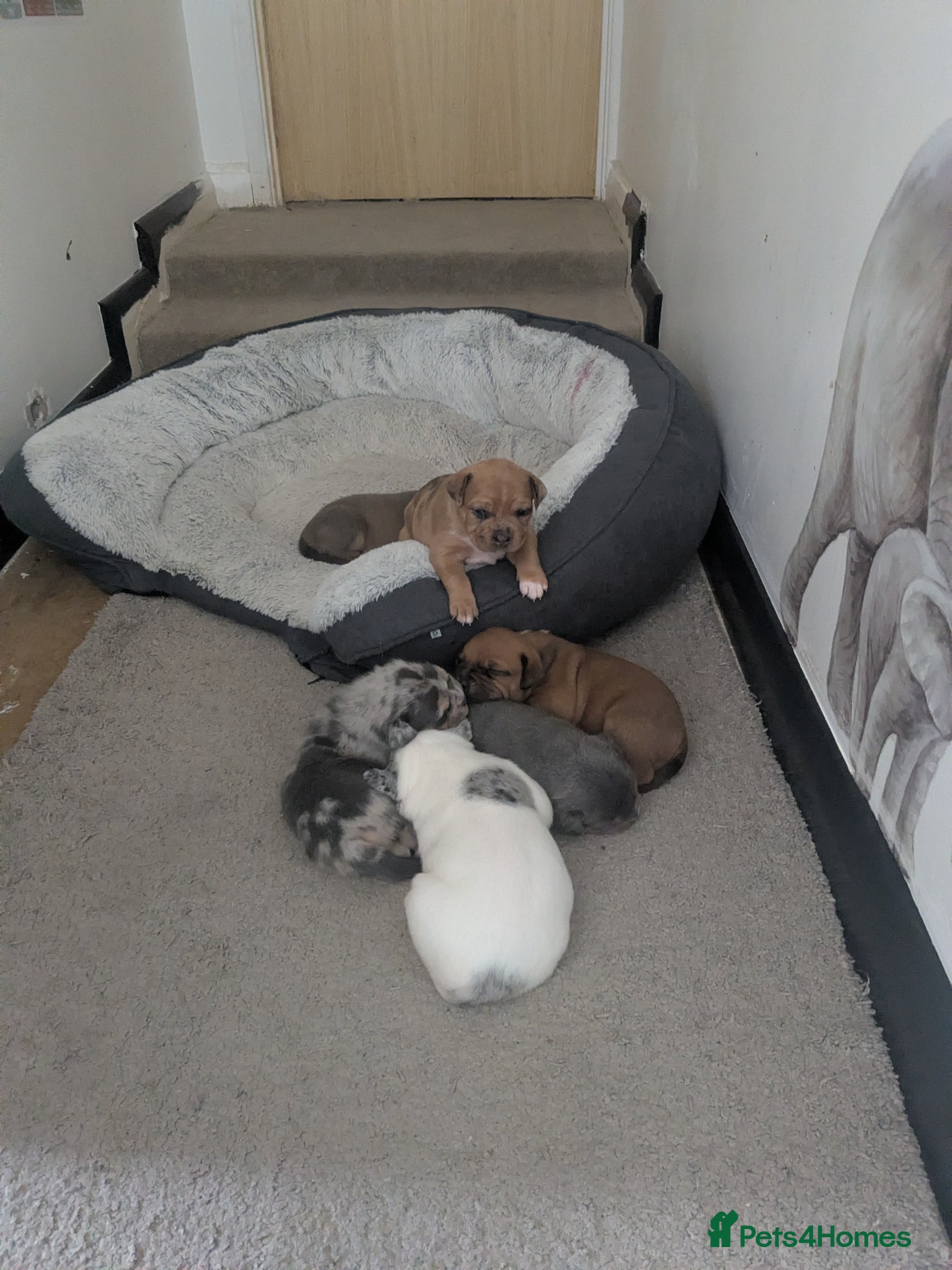 Mixed Breed dogs for sale: Staff bullmastiff cross old English bulldog  - Advert 3