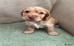 Cocker Spaniel dogs for sale: Working Cocker Spaniel pups for sale  - Image 3