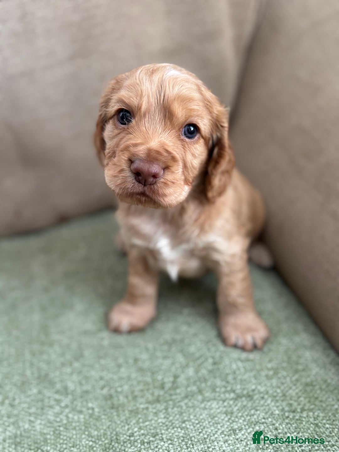 Cocker Spaniel dogs for sale: Working Cocker Spaniel pups for sale  - Image 3