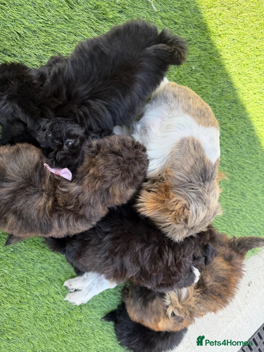 Shihpoo dogs for sale:  Shih Tzu x Toy Poodle (Shih Poo)  in Bishop Auckland - Advert 2
