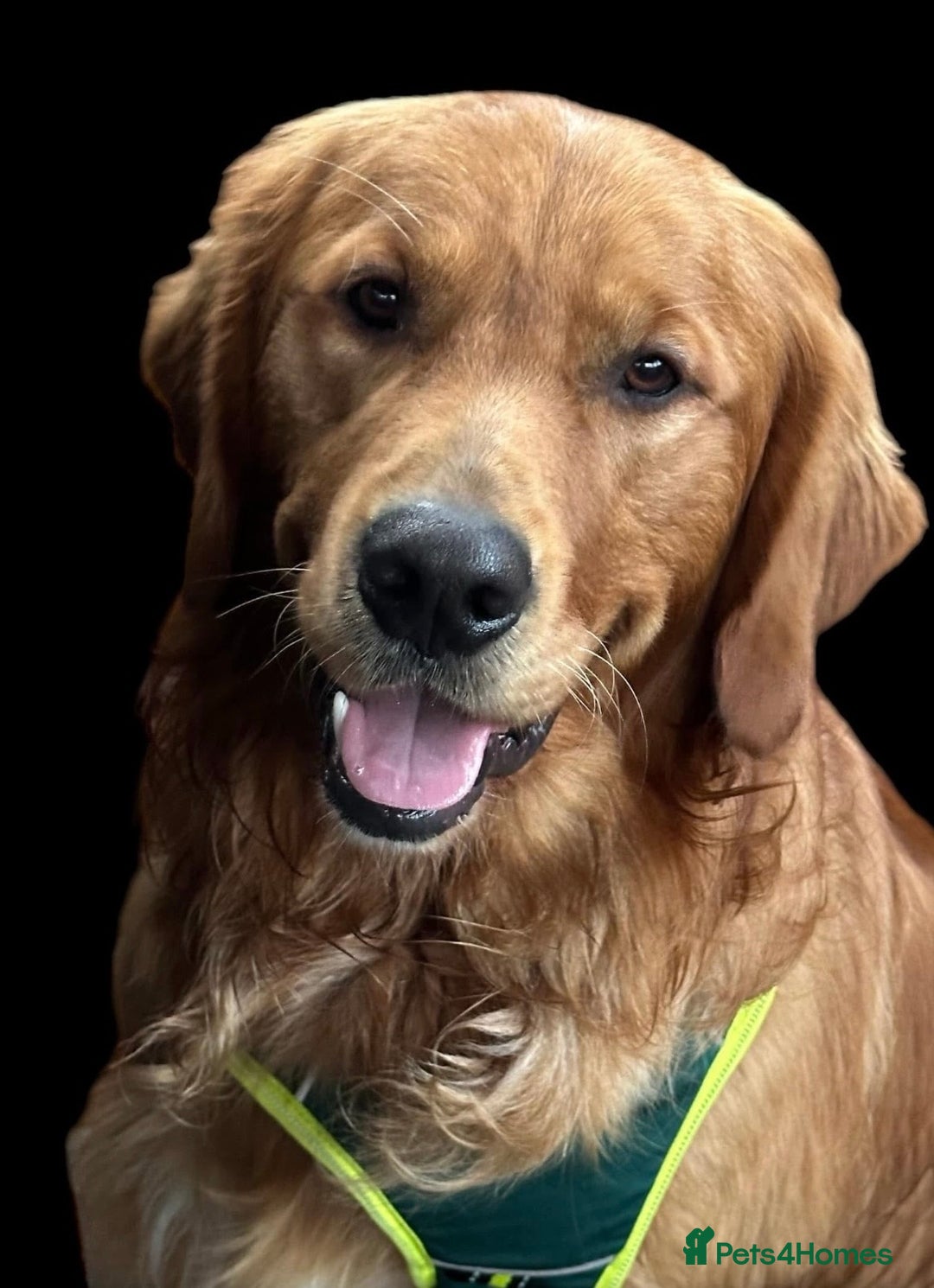 Golden Retriever dogs for stud: Handsome, Proven Fully health tested   DNA clear  - Advert 3