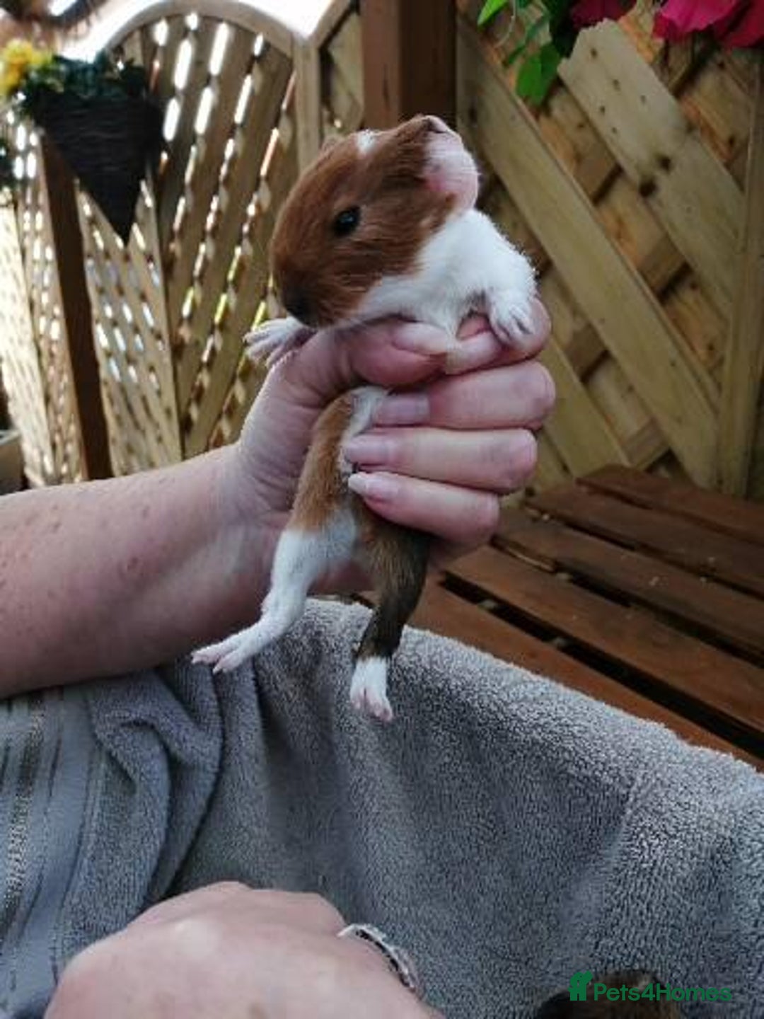 Guinea Pig rodents for sale: Fluffy guinea pig babies  - Advert 8