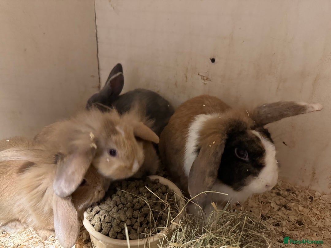 Mixed Breed rabbits for sale: Mixed baby rabbits  - Advert 12