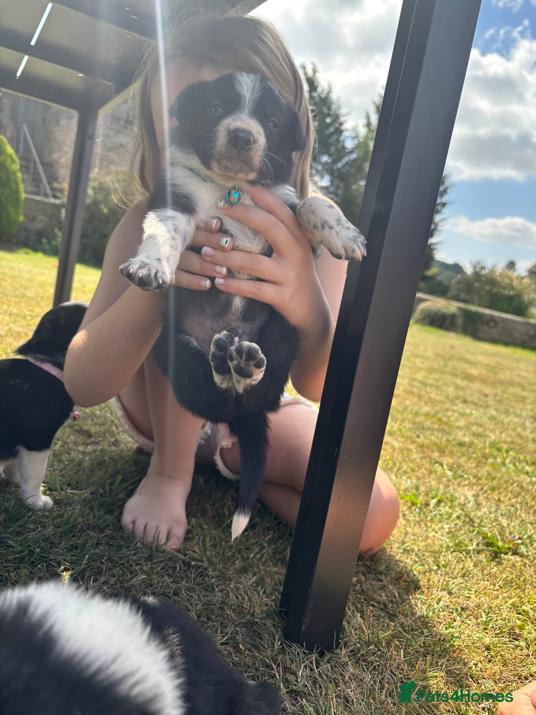 Border Collie dogs for sale: Border collie pups - Image 8
