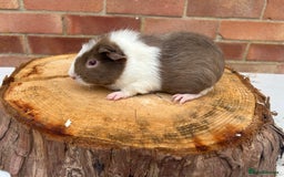 Guinea Pig rodents for sale: Female Guinea Pigs  - Image 7