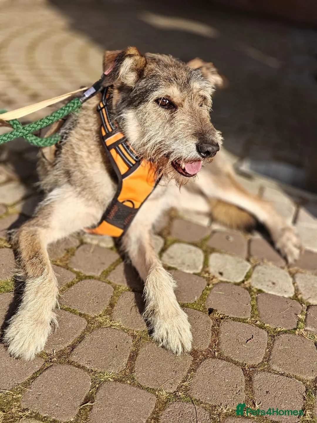 Mixed Breed dogs for adoption: ❤️Oxy❤️ 6,5 year old girl, upper-medium girl - Advert 17