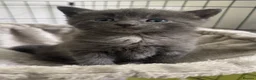 Mixed Breed cats for sale: Adorable grey kittens & tabby grey kittens  in Salisbury - Advert 37