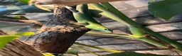 Skink reptiles for sale: Emerald tree skinks - Advert 3