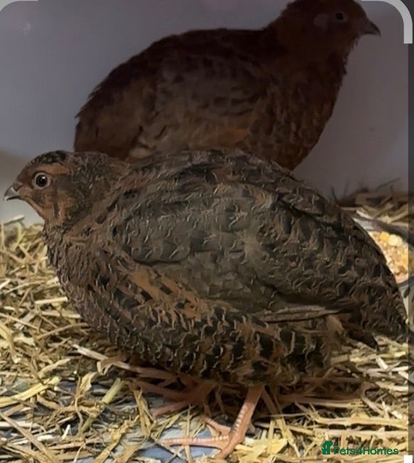 Quail poultry Male Quail - Advert 2