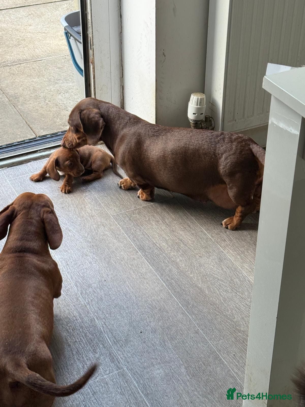 Dachshund dogs 🐾 Gorgeous Mini Dachshund Puppies 1 Boy & 1 Girl  - Advert 1
