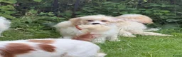 Cavapoo dogs for sale: 4 adorable cavapoo puppies - Advert 15