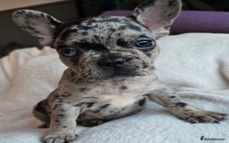 French Bulldog dogs for sale: frenchie pups merle ready now - Image 12