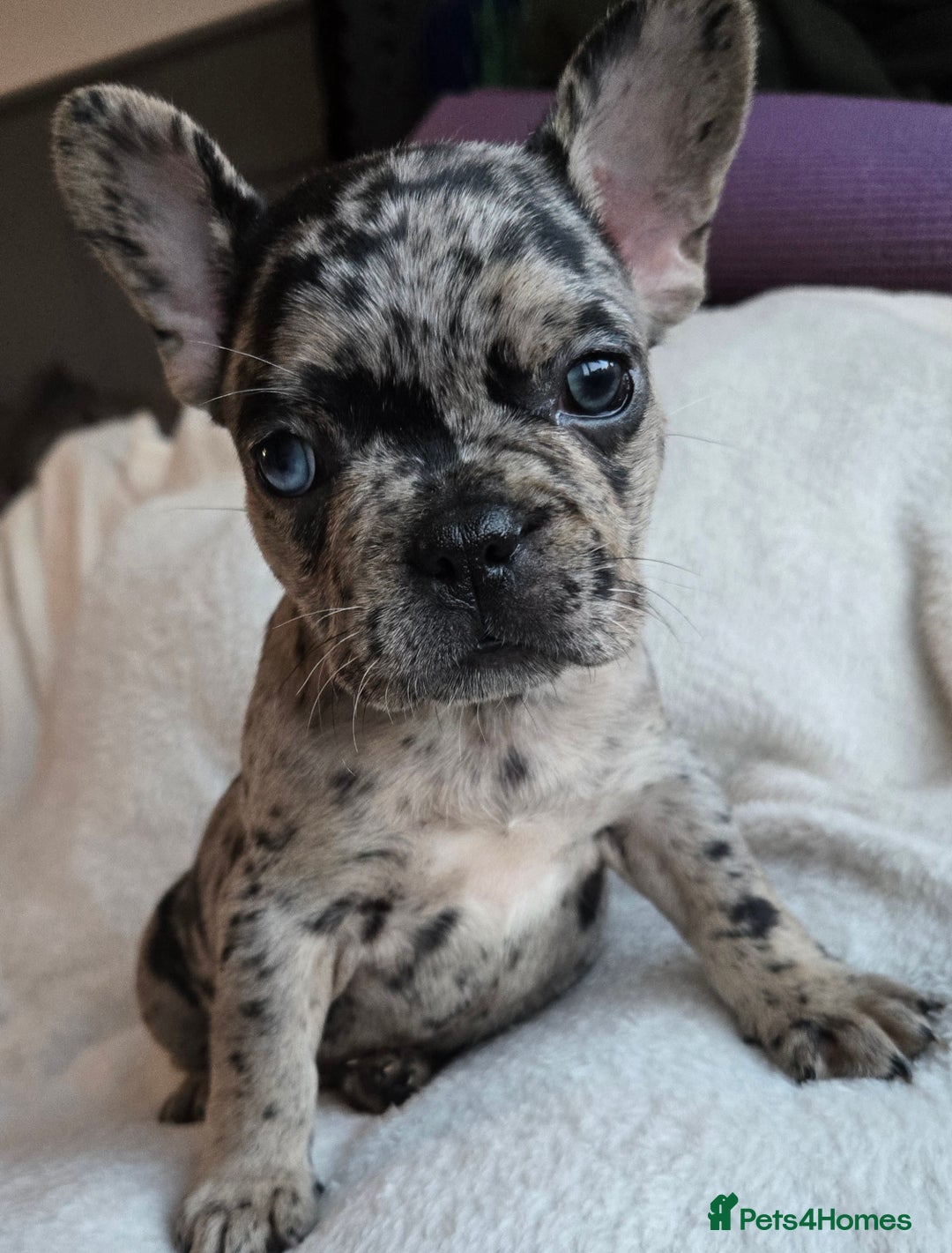 French Bulldog dogs for sale: frenchie pups merle ready now - Image 12