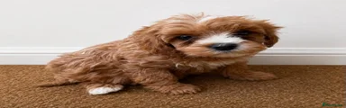 Cavachon 7