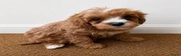 Cavachon dogs for sale: Gorgeous cavachon puppies  - Advert 6