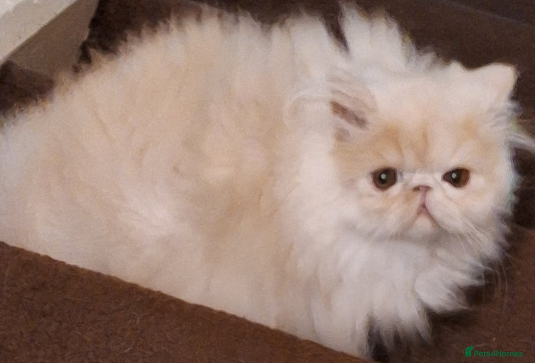 Persian cats for sale: Gorgeous pure bred persian female - Image 3