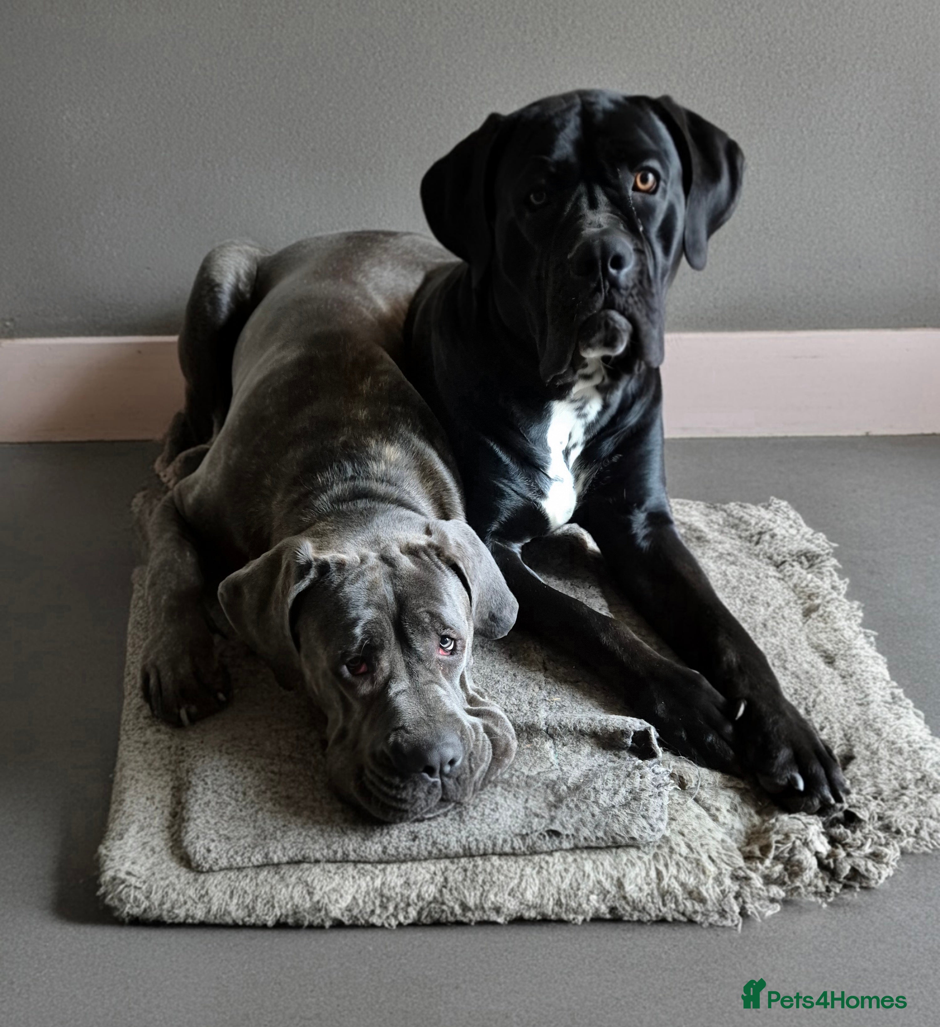 Cane Corso dogs Cane Corso Puppies for sale - Advert 4