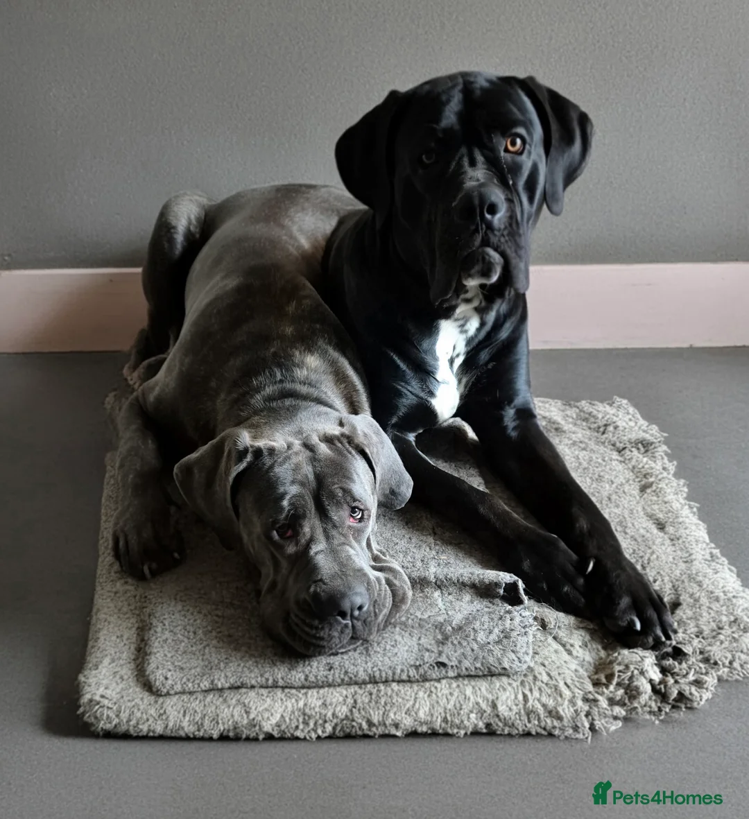 Cane Corso dogs for sale: Cane Corso Puppies for sale in Daventry - Advert 1