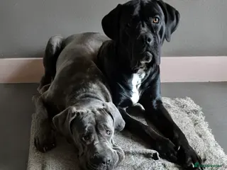 Cane Corso dogs Cane Corso Puppies for sale - Advert 16
