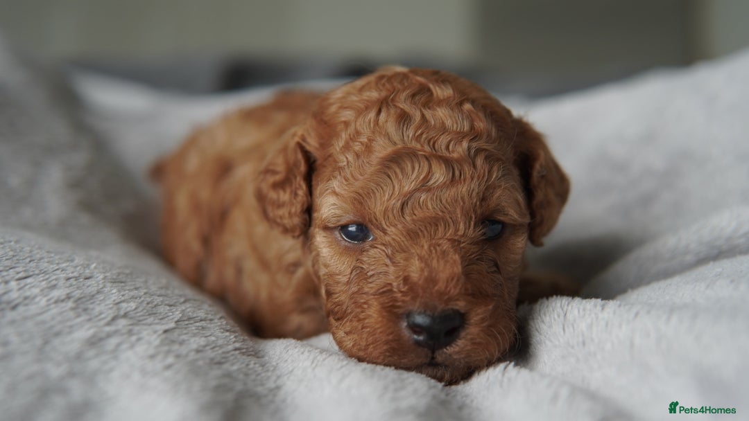 Cavapoo dogs for sale: Beautiful toy Cavapoo puppies 🐶 🐾 - Image 20