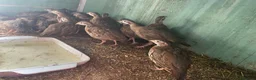 Patridge poultry for sale: Selling Silver  partridges Age 3 months old . - Advert 2