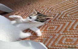 Domestic Shorthair cats for sale: 🐾 Kittens for Sale – White & Tabby 🐾 - Image 5