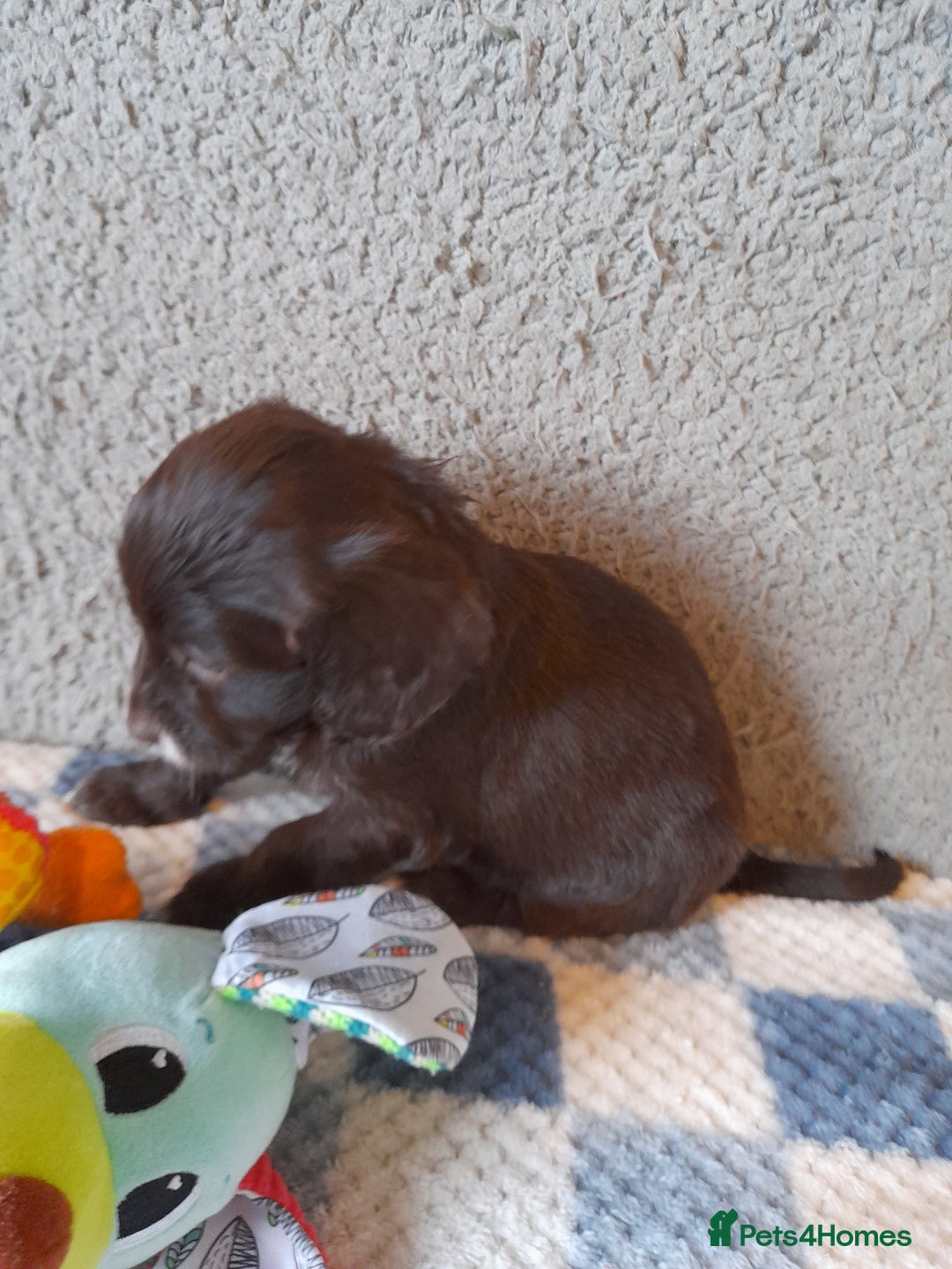 Sproodle dogs for sale: Gorgeous Sproodle pups. - Advert 10