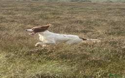 Irish Setter dogs for sale: 17 month old Irish Red & White Male Setter - Image 7