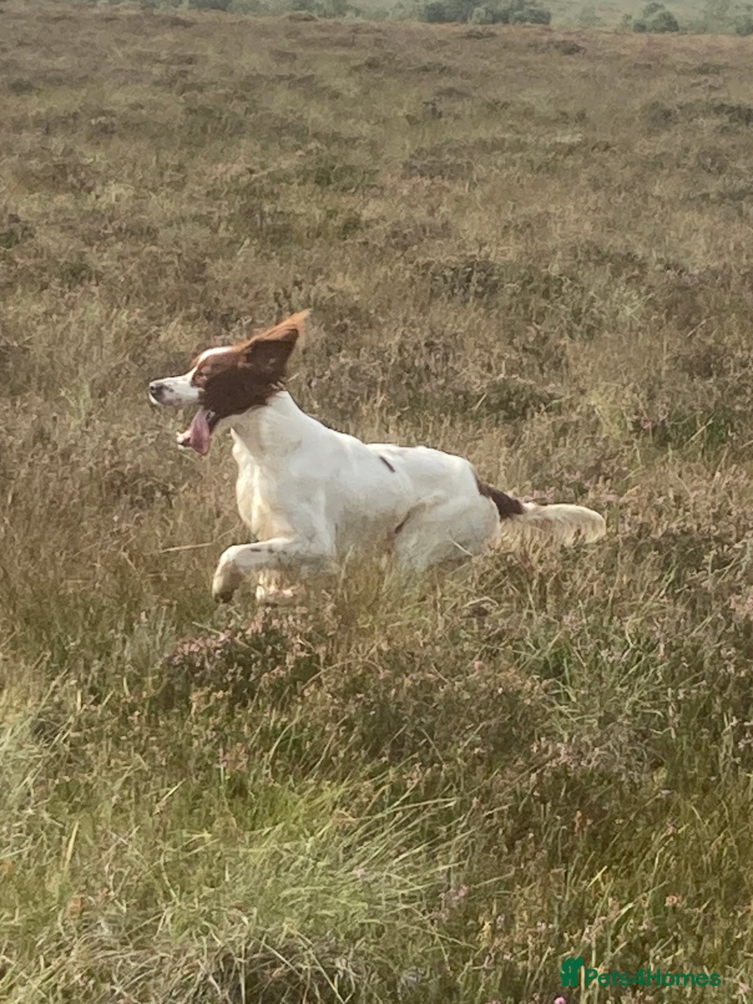 Irish Setter dogs for sale: 17 month old Irish Red & White Male Setter - Image 7