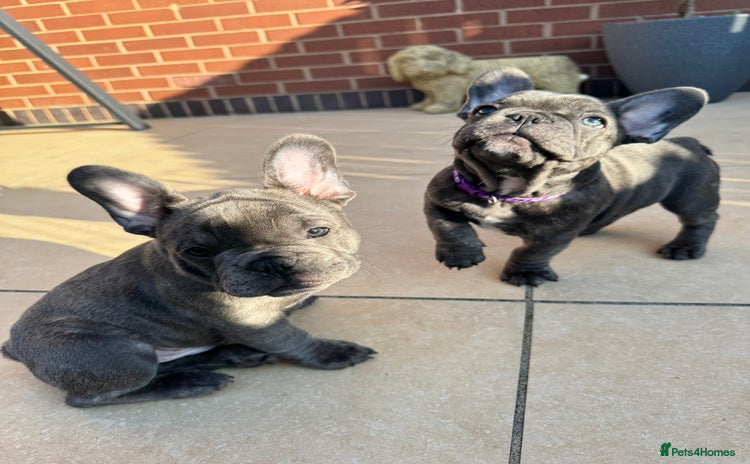 French Bulldog dogs in Preston - Advert 10