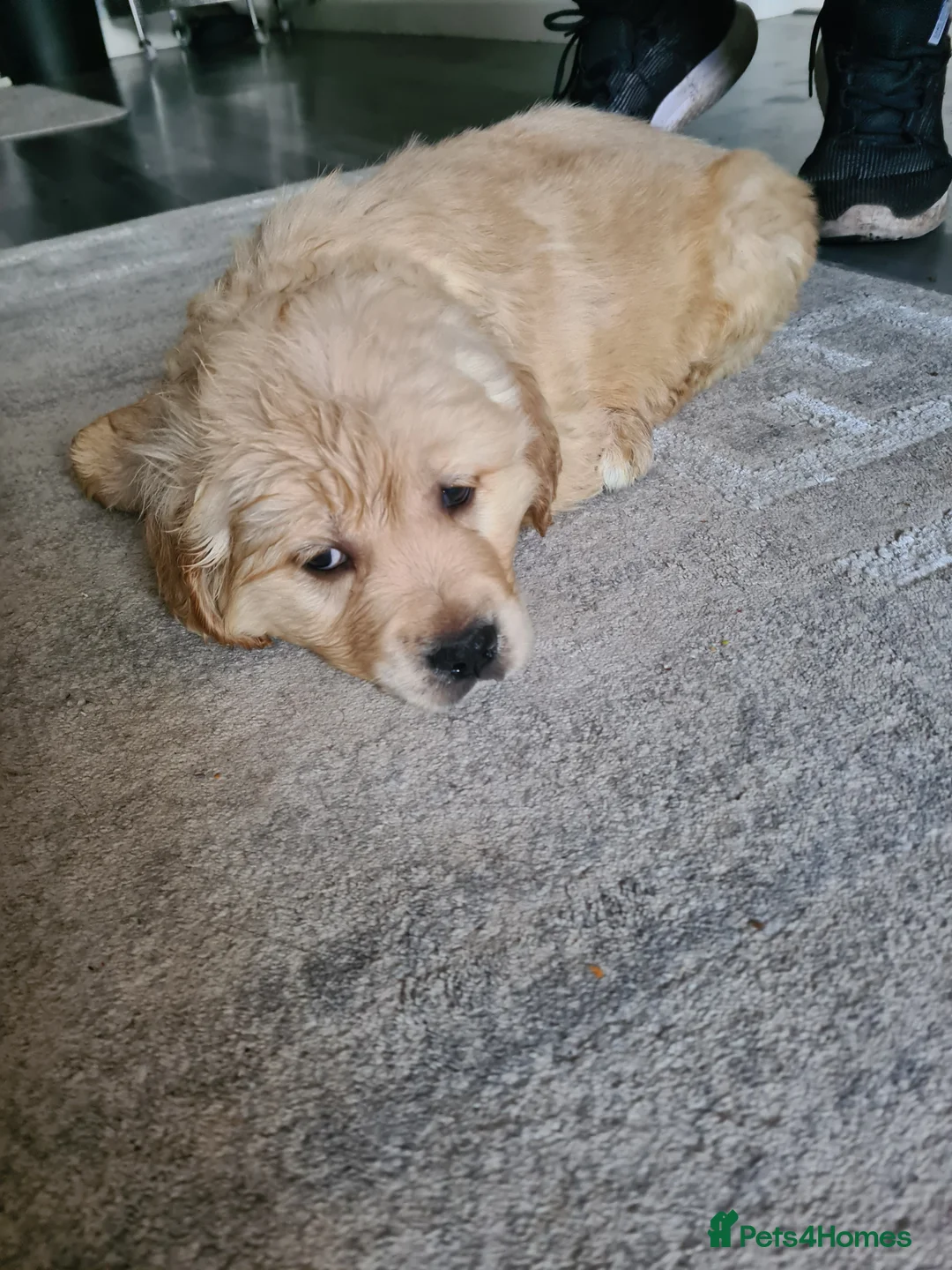 Golden Retriever dogs for sale: Golden retrieve puppy's  - Advert 4