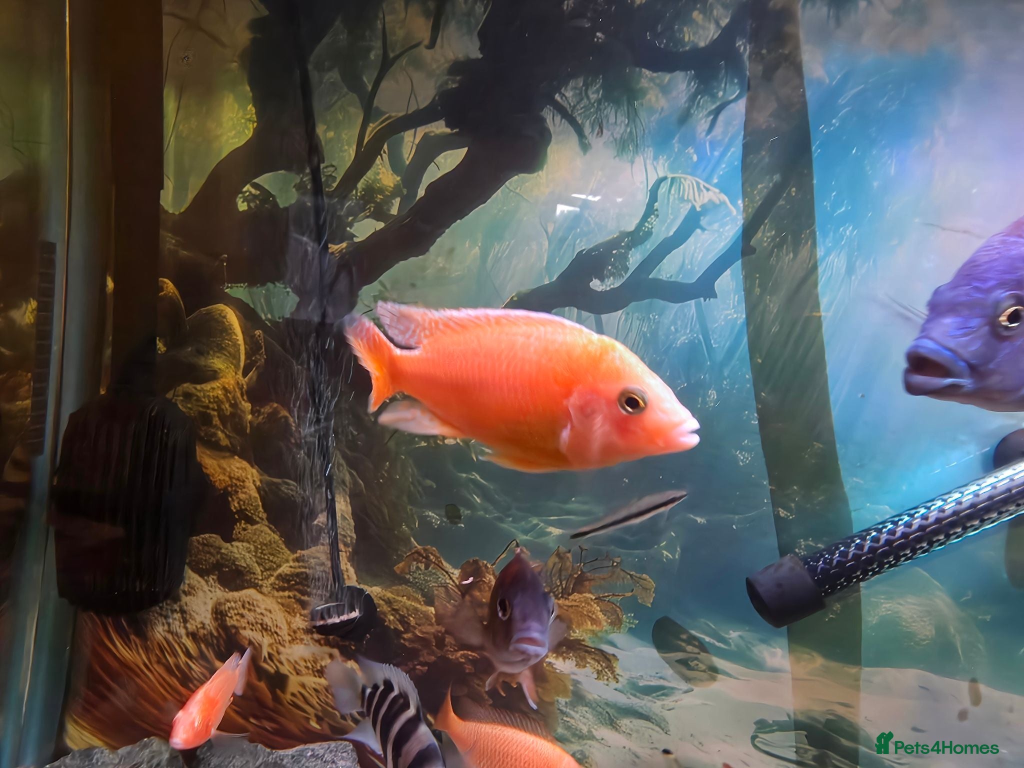 Cichlids fish malawi cichlids and jack dempsey - Advert 2