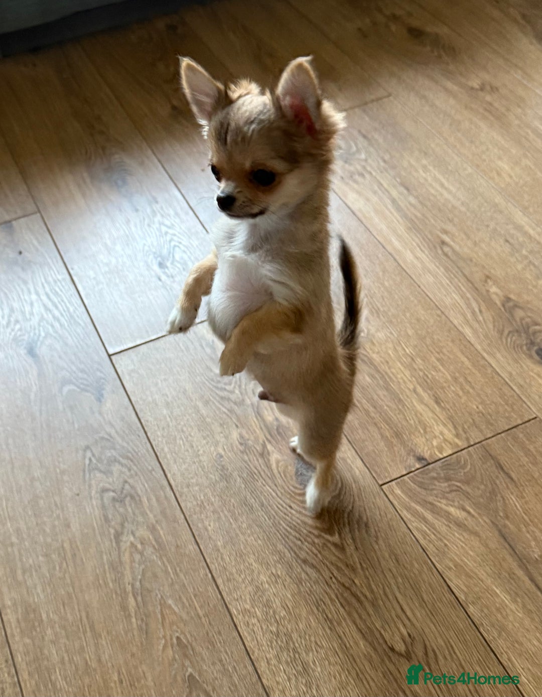 Chihuahua dogs for sale: Last show quality KC long coat Boy  - Advert 39