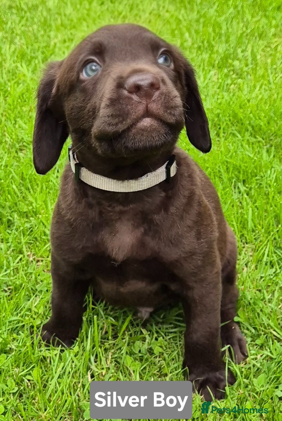 Labrador Retriever dogs Exceptional KC Reg Chocolate Labrador Puppies  - Advert 3