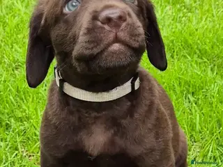 Labrador Retriever dogs Exceptional KC Reg Chocolate Labrador Puppies - Advert 3
