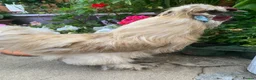 Chickens poultry for sale: Purebred silkie trio  - Advert 2