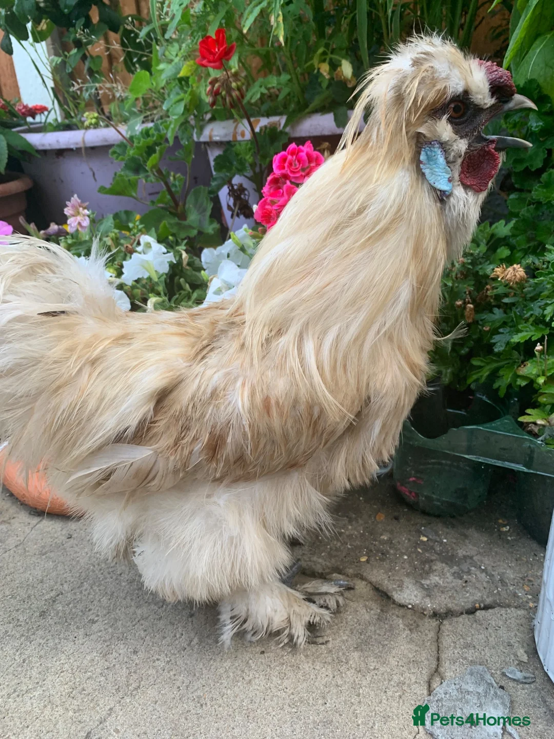 Chickens poultry for sale: Purebred silkie trio  - Advert 2