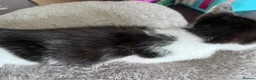 Mixed Breed cats for sale: 6 Adorable Tortie Mixed breed Kittens - Advert 13