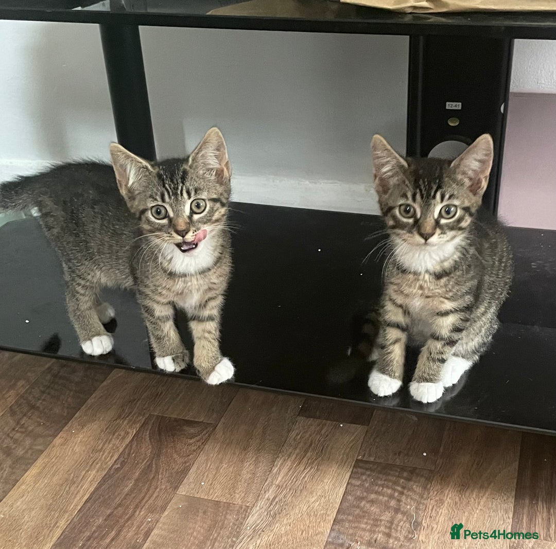 American Shorthair cats for sale: 3 KITTENS FOR SALE! READY TO LEAVE ASAP - Image 2